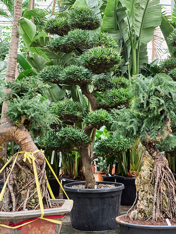 
                  
                    Podocarpus macrophyllus
                  
                