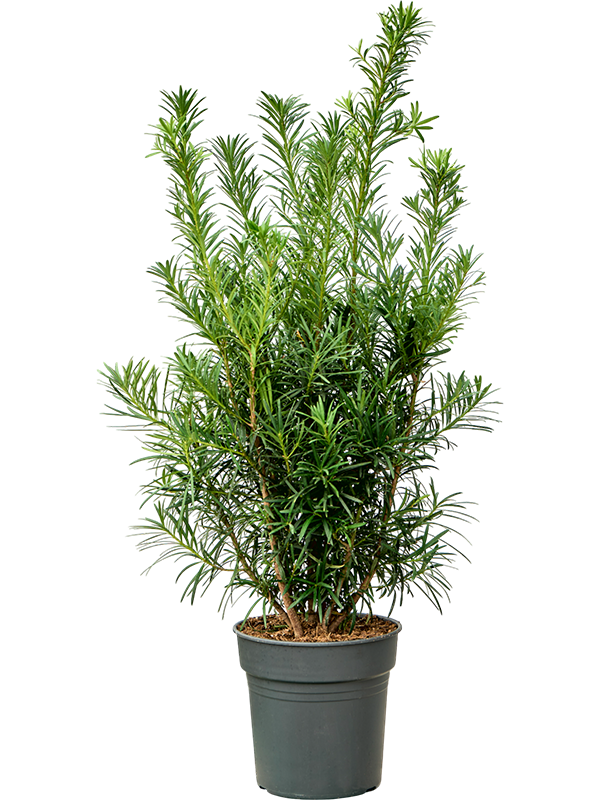 
                  
                    Podocarpus macrophyllus
                  
                