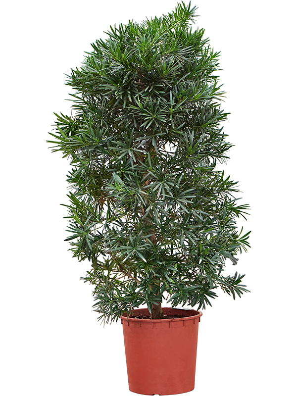 
                  
                    Podocarpus macrophyllus
                  
                