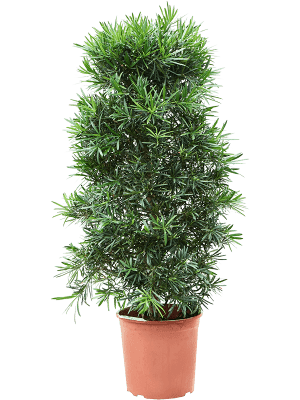 
                  
                    Podocarpus macrophyllus.
                  
                