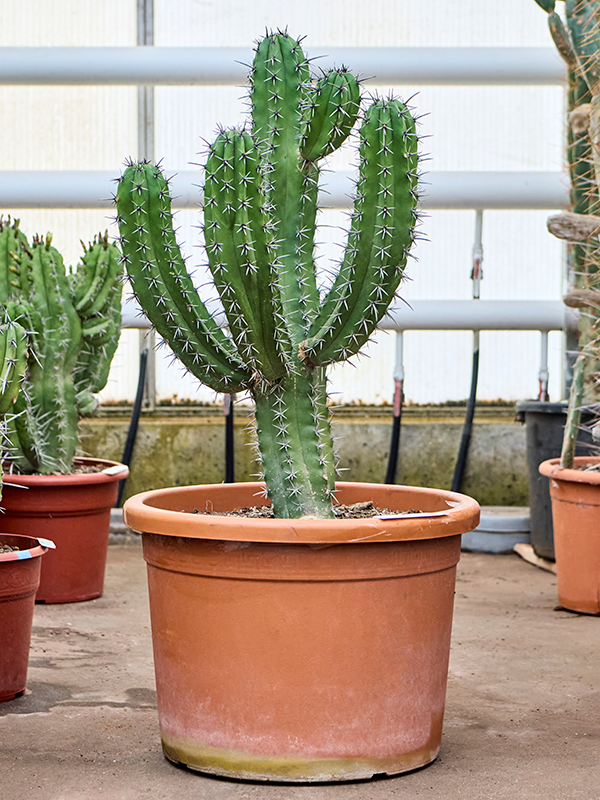 
                  
                    Cactus Polaskia chichipe
                  
                