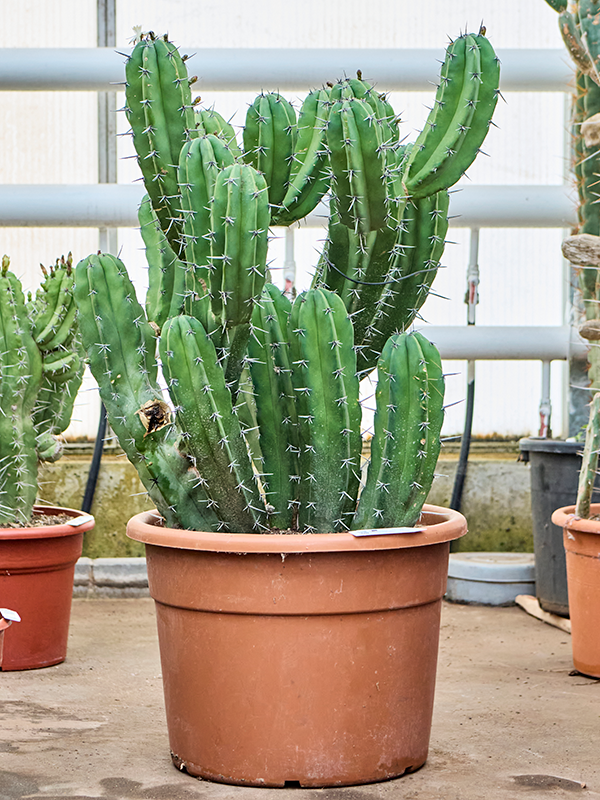 
                  
                    Cactus Polaskia chichipe.
                  
                