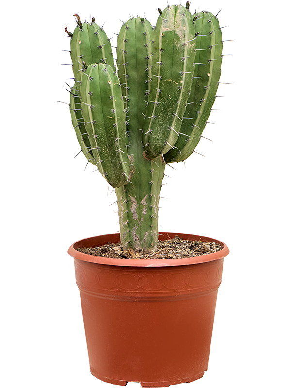 Cactus Polaskia chichipe