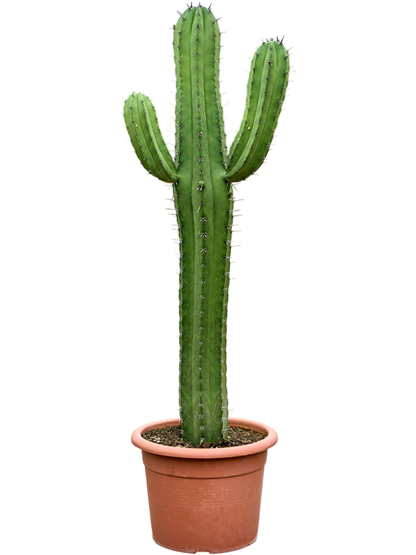 
                  
                    Cactus Polaskia chichipe
                  
                