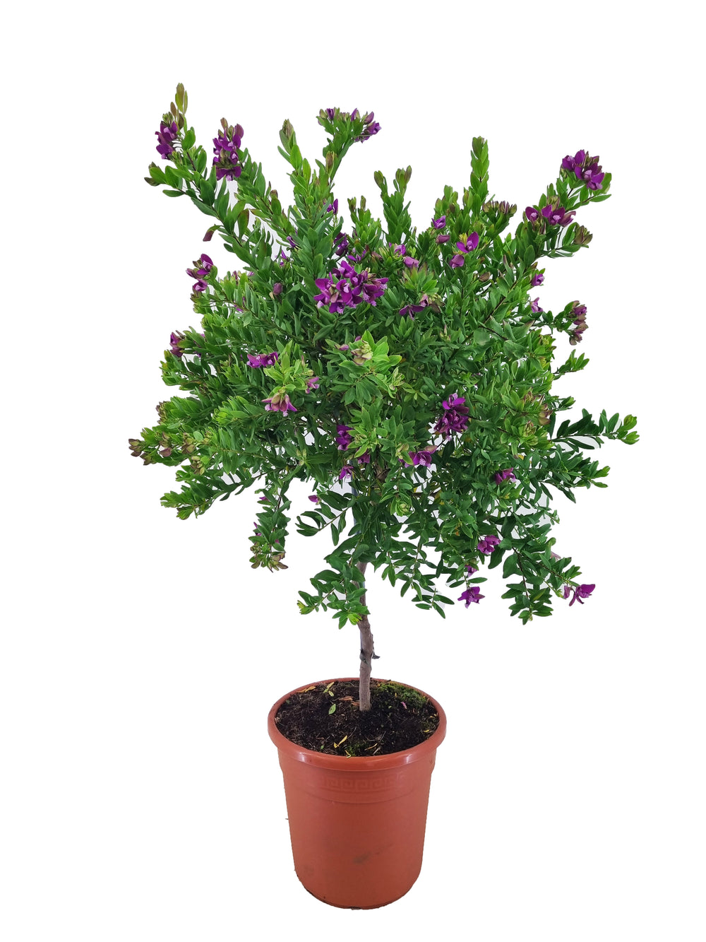 Polygala myrtifolia