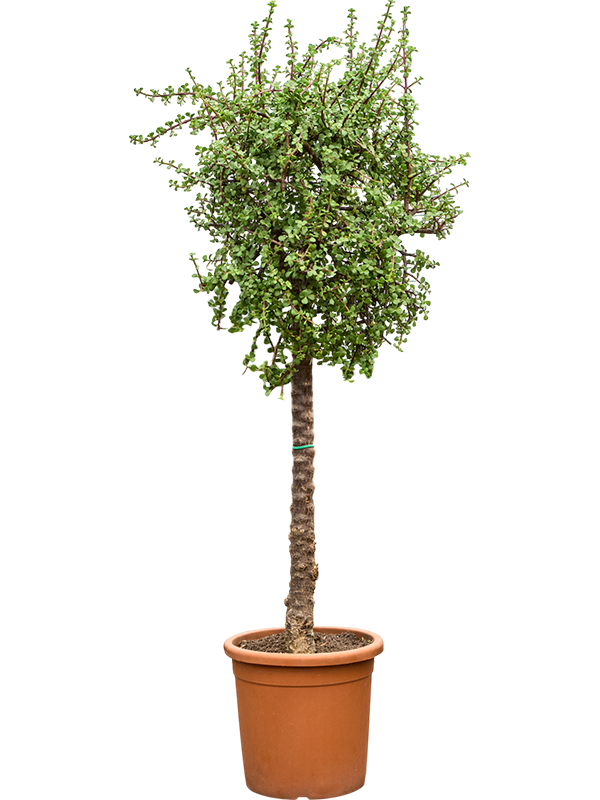 Portulacaria Afra