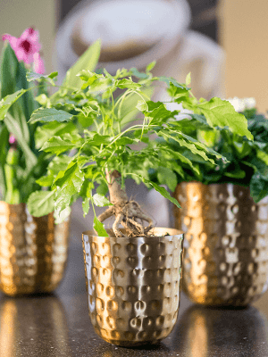 Pots de fleurs et bacs en fibre et matières synthétiques - botanic®