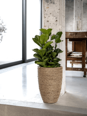 
                  
                    Pot Haut Bohemian Ben Straw Grass
                  
                