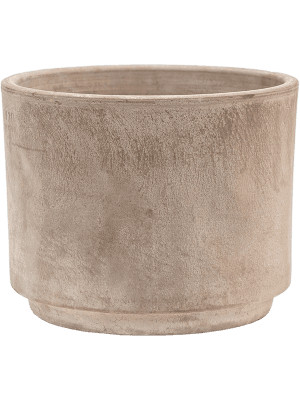 
                  
                    Aspidistra elatior en pot Terra Cotta
                  
                