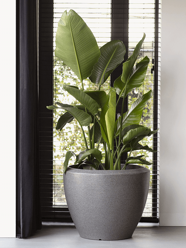 
                  
                    Bac Capi Arc Granite boule xxl
                  
                