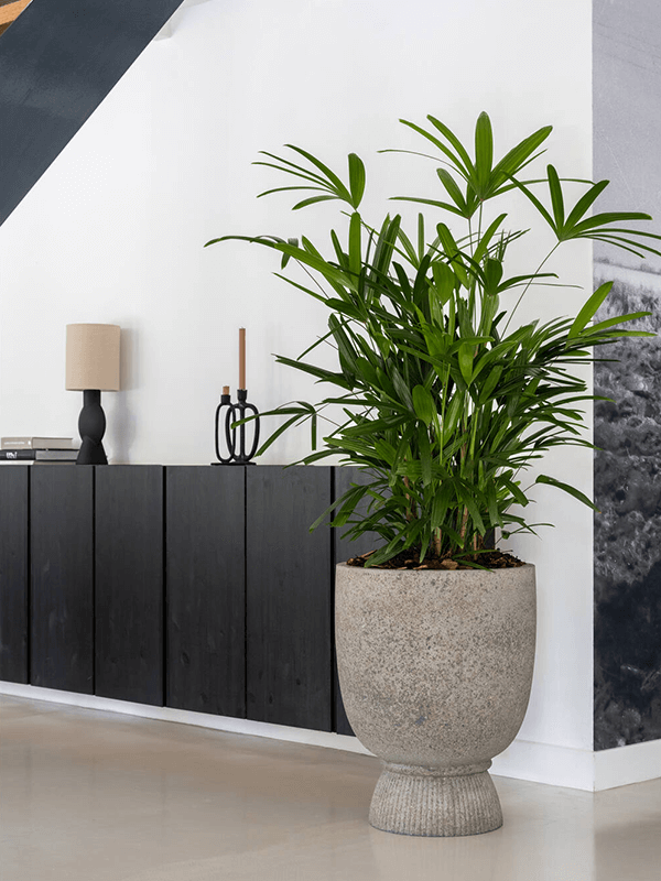 Pots Cement & Stone Jola Dioriet