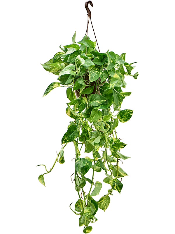 
                  
                    Pothos Scindapsus (Epipremnum) 'Aureum'
                  
                