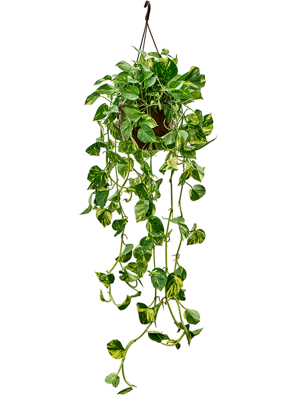 
                  
                    Pothos Scindapsus (Epipremnum) 'Aureum'
                  
                