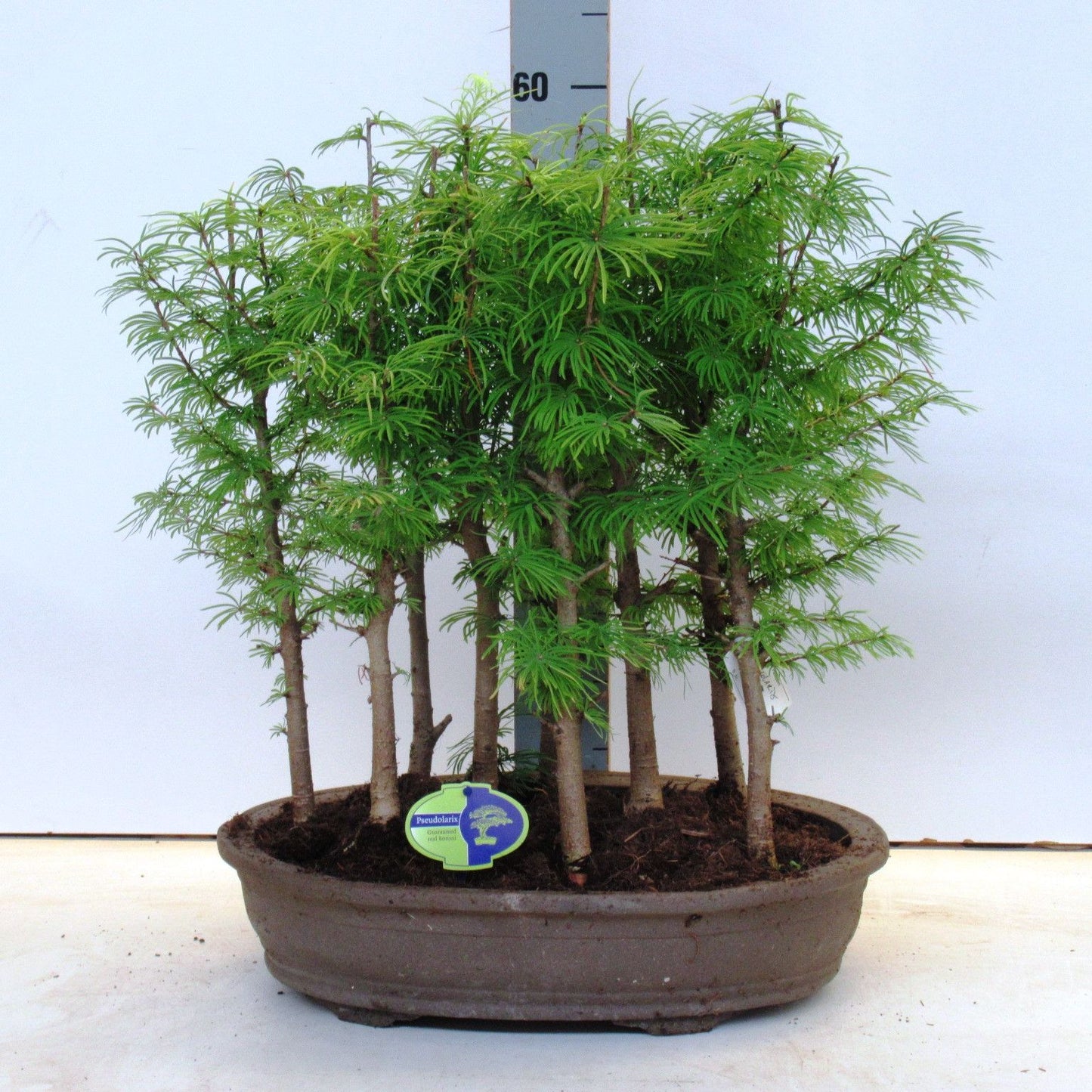 
                  
                    Bonsai Pseudolarix amabilis mélèze
                  
                