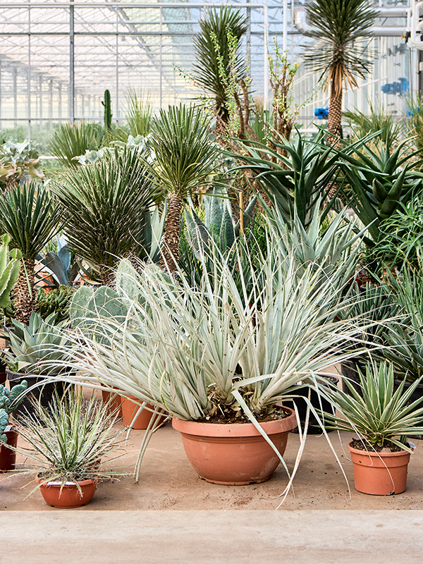 Puya harmsii