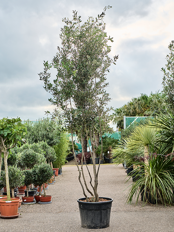 Quercus ilex Chêne Vert