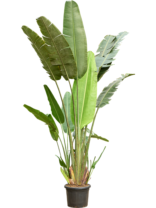 
                  
                    RAVENALLA arbre du voyageur
                  
                