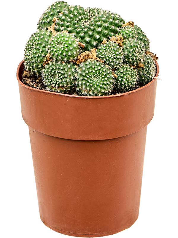 Rebutia krainziana