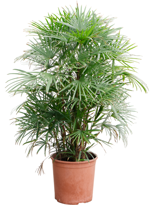 
                  
                    Rhapis multifida.
                  
                
