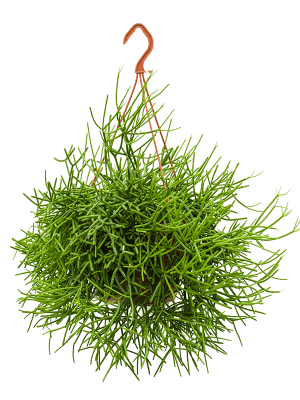 
                  
                    Rhipsalis heteroclada
                  
                