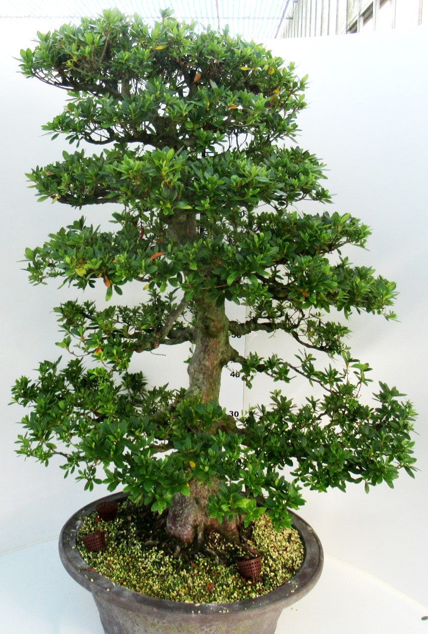 
                  
                    Bonsaï Rhododendron indicum
                  
                