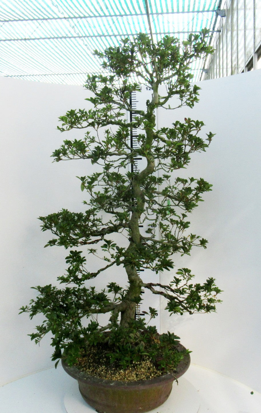 
                  
                    Bonsaï Rhododendron indicum
                  
                