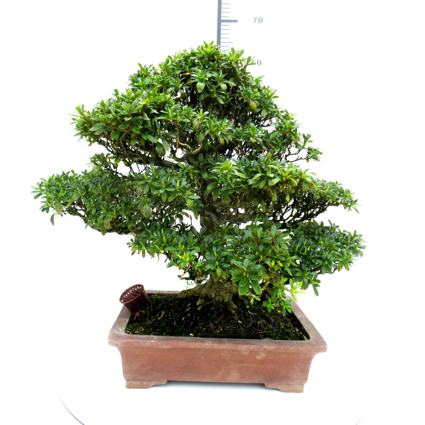 
                  
                    Bonsaï Rhododendron indicum
                  
                