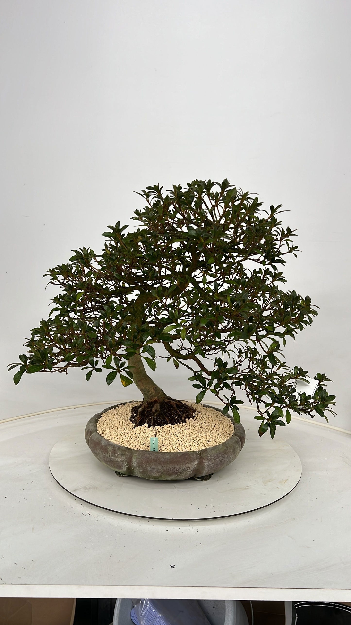 
                  
                    Bonsaï Rhododendron indicum
                  
                