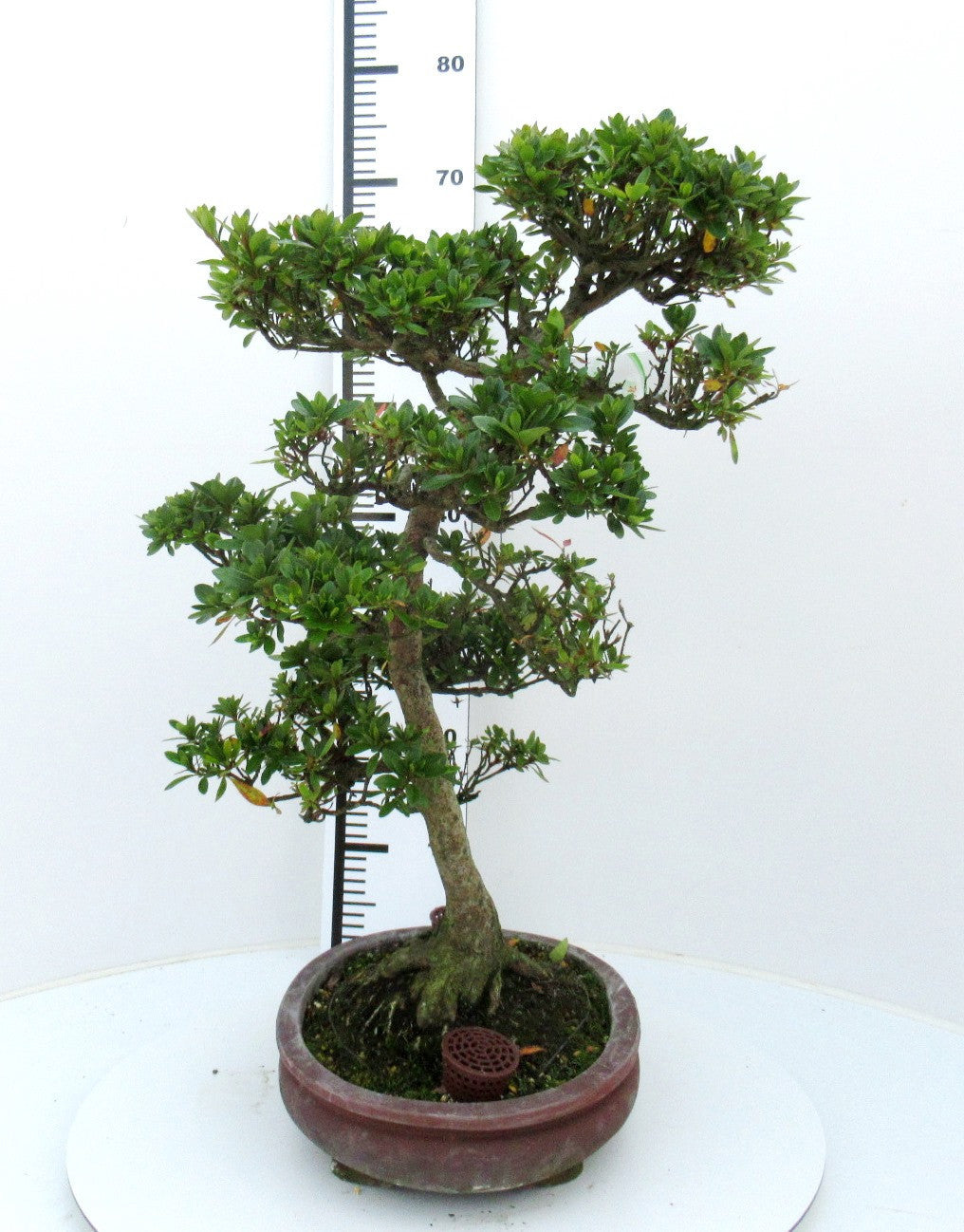 
                  
                    Bonsaï Rhododendron indicum
                  
                