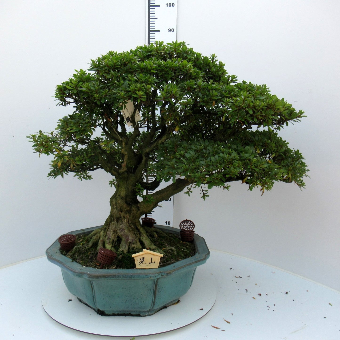
                  
                    Bonsaï Rhododendron indicum
                  
                