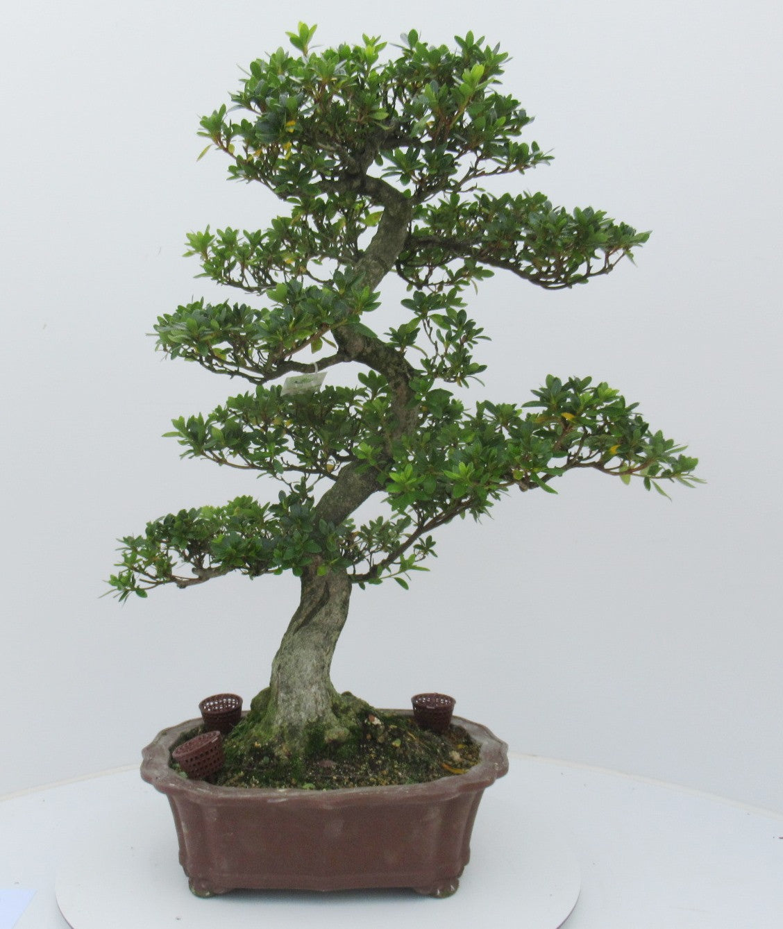 
                  
                    Bonsaï Rhododendron indicum
                  
                