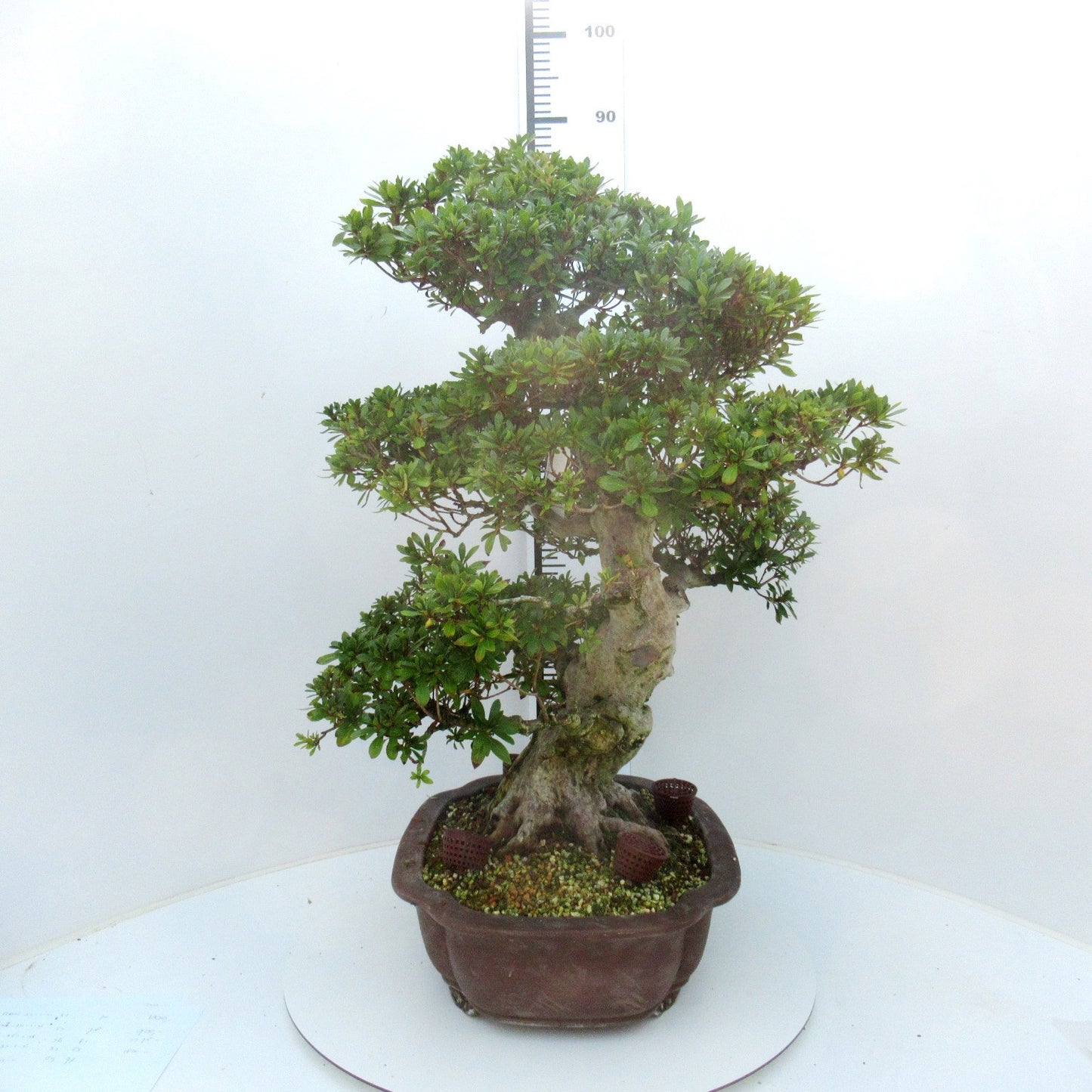 
                  
                    Bonsaï Rhododendron indicum
                  
                