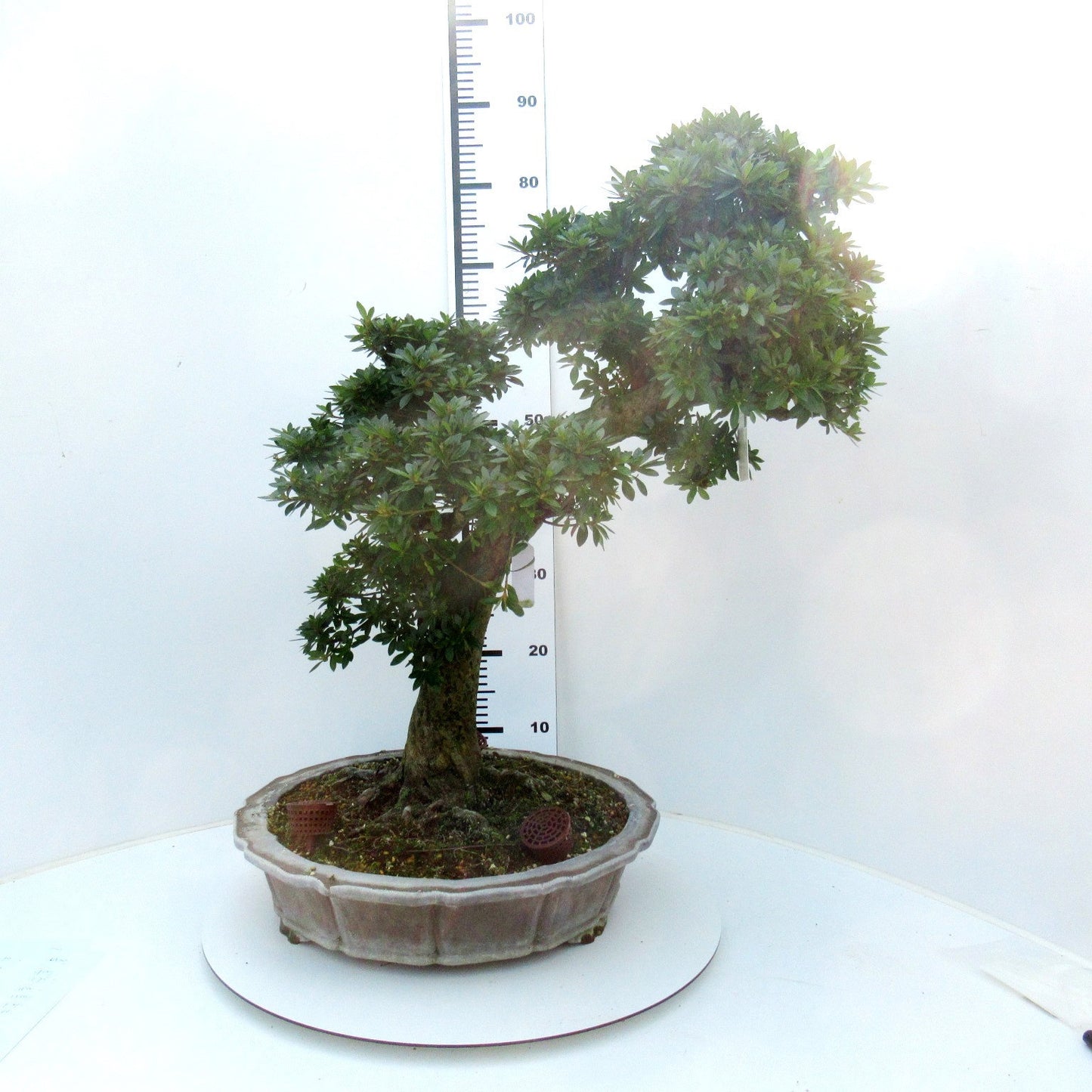 
                  
                    Bonsaï Rhododendron indicum
                  
                