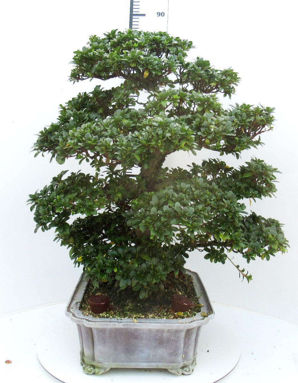 
                  
                    Bonsaï Rhododendron indicum
                  
                