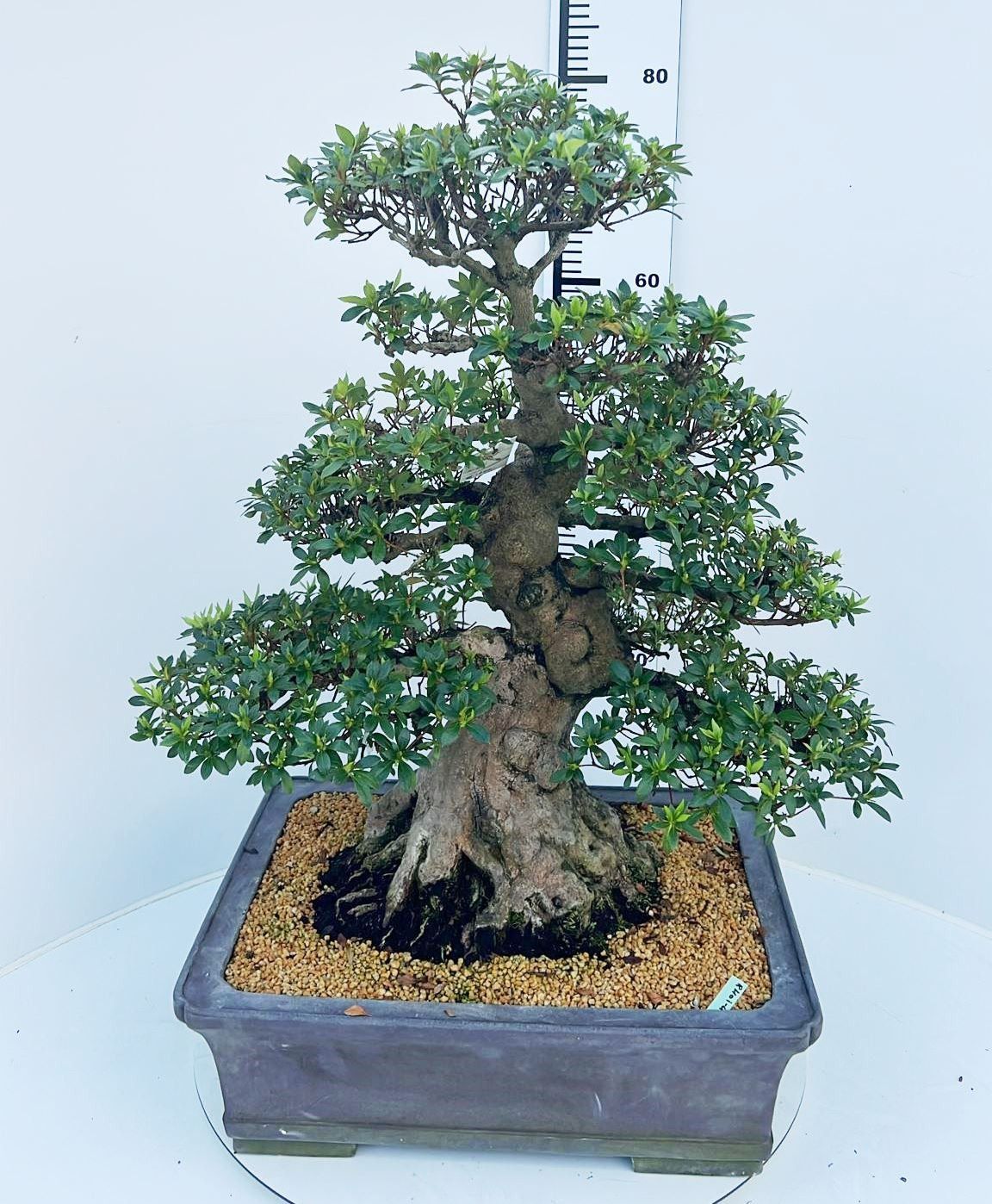 
                  
                    Bonsaï Rhododendron indicum
                  
                