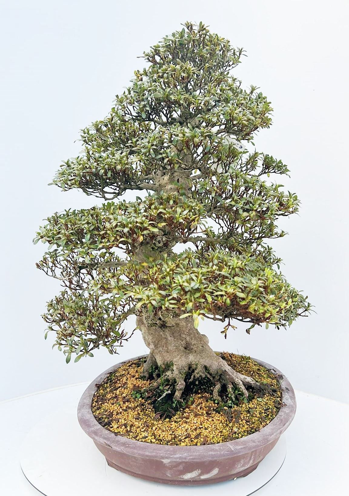 
                  
                    Bonsaï Rhododendron indicum
                  
                