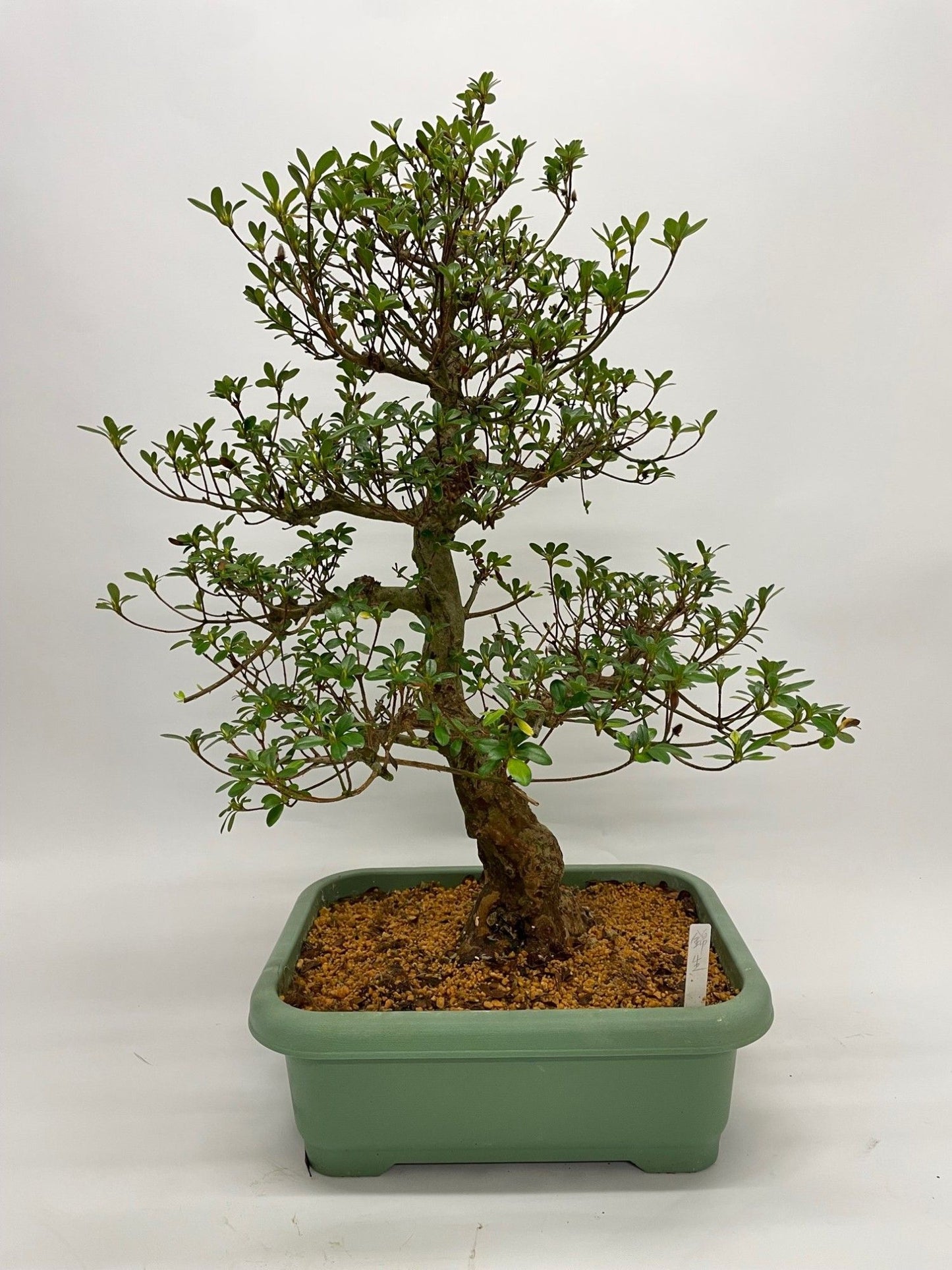 
                  
                    Rhododendron japonicum Satsuki
                  
                