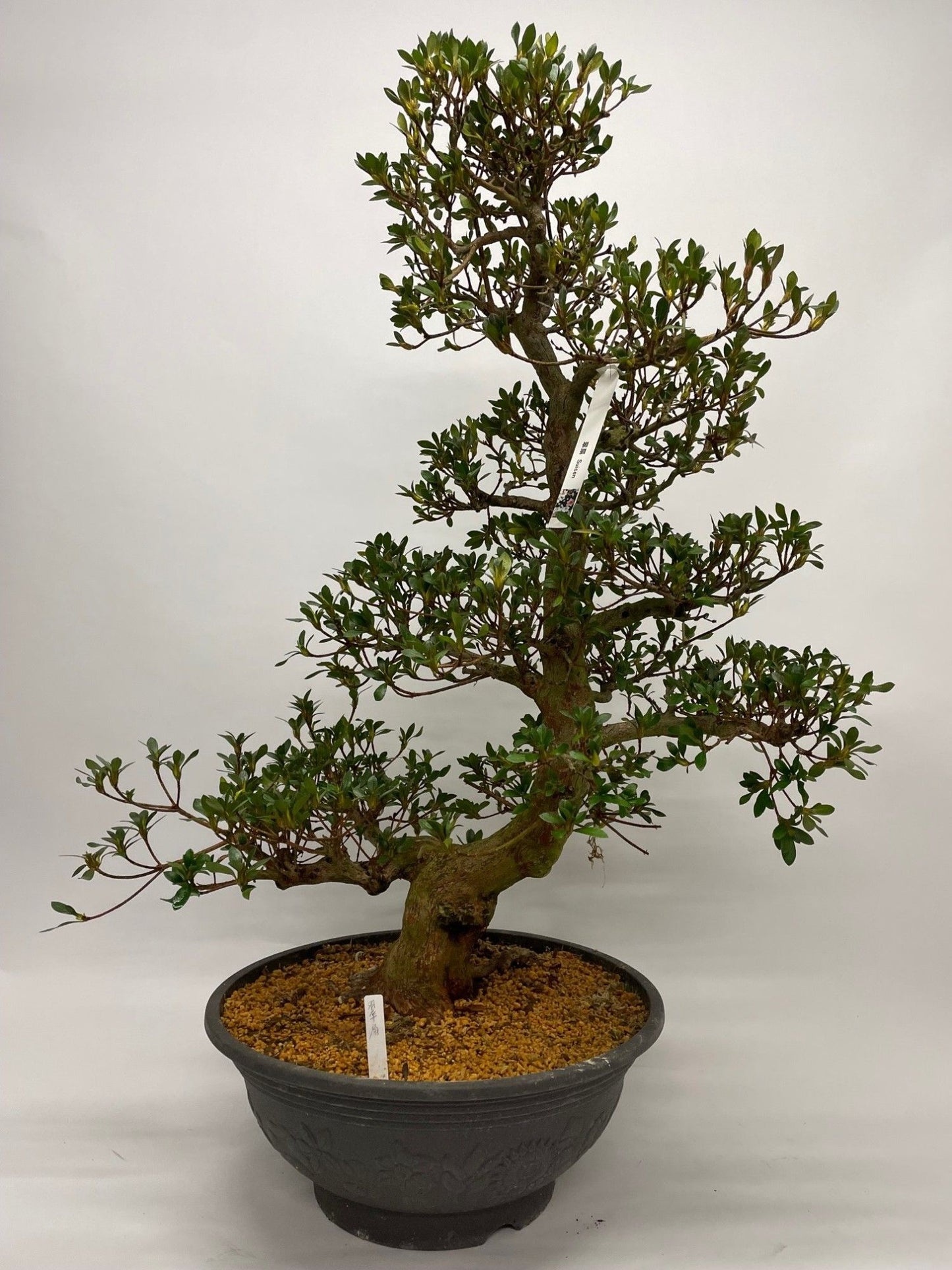 
                  
                    Rhododendron japonicum Satsuki
                  
                