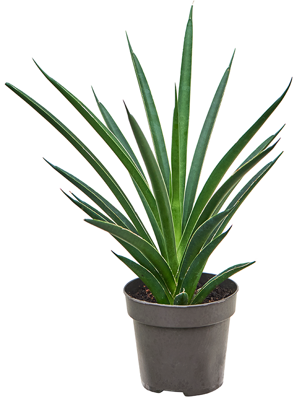 Sansevieria Comet Amazon Green