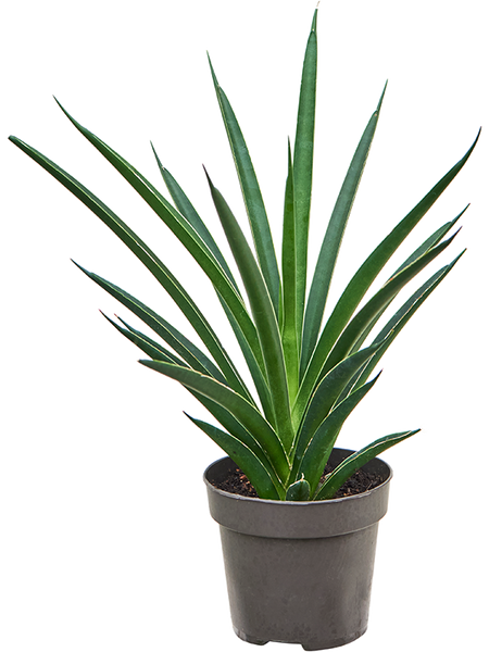 Sansevieria Comet Amazon Green