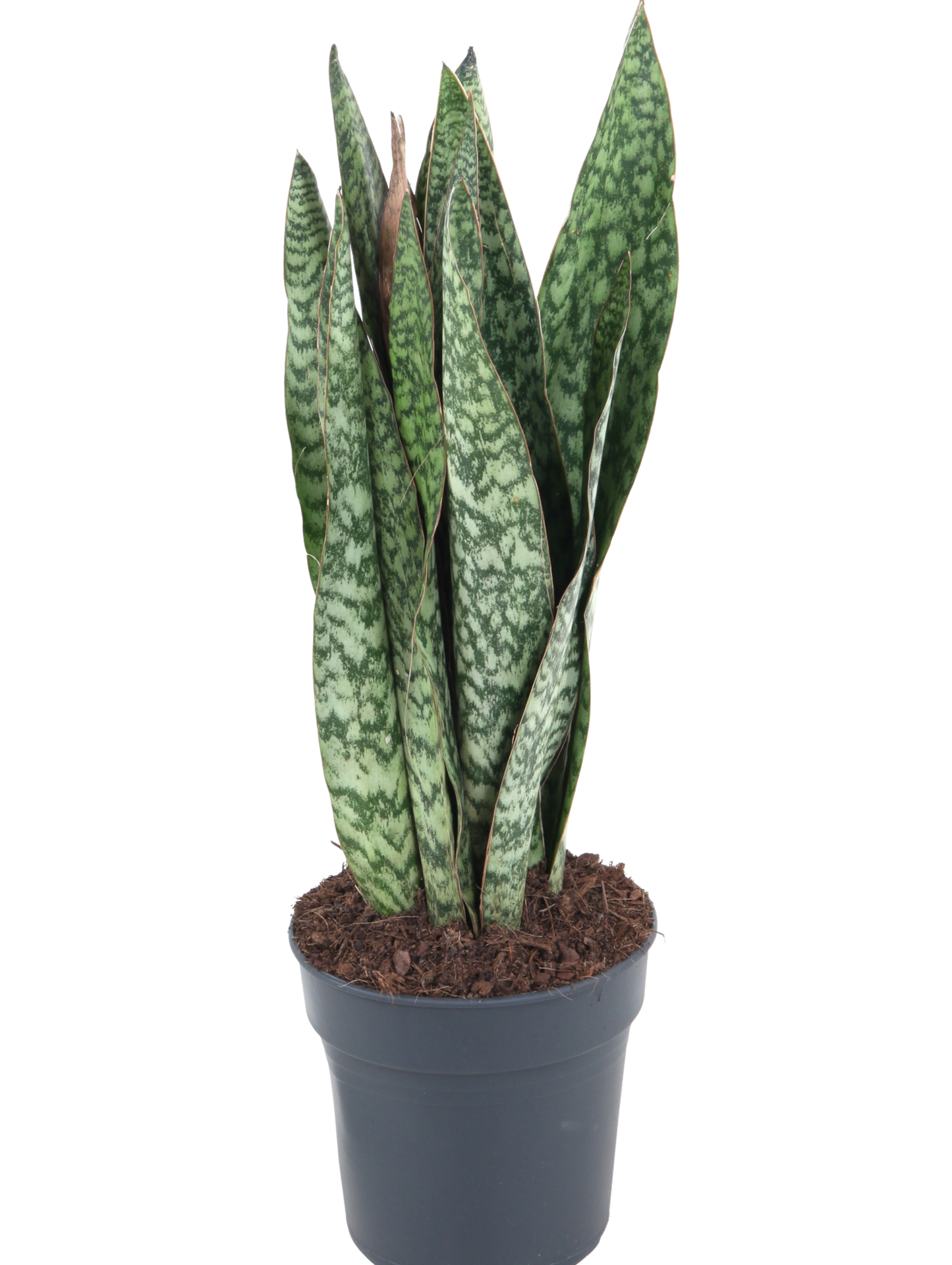 
                  
                    Sansevieria Sauvage
                  
                
