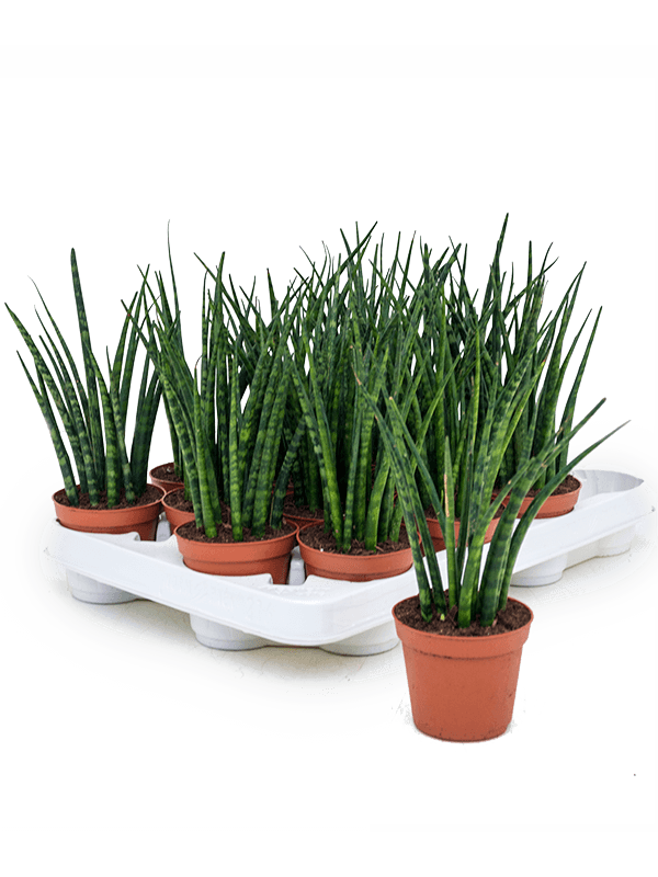 sansevieria bouture Sansevieria cylindrica Fernwood Mikado