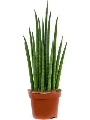 sansevieria cylindrica entretien Sansevieria cylindrica'Mikado