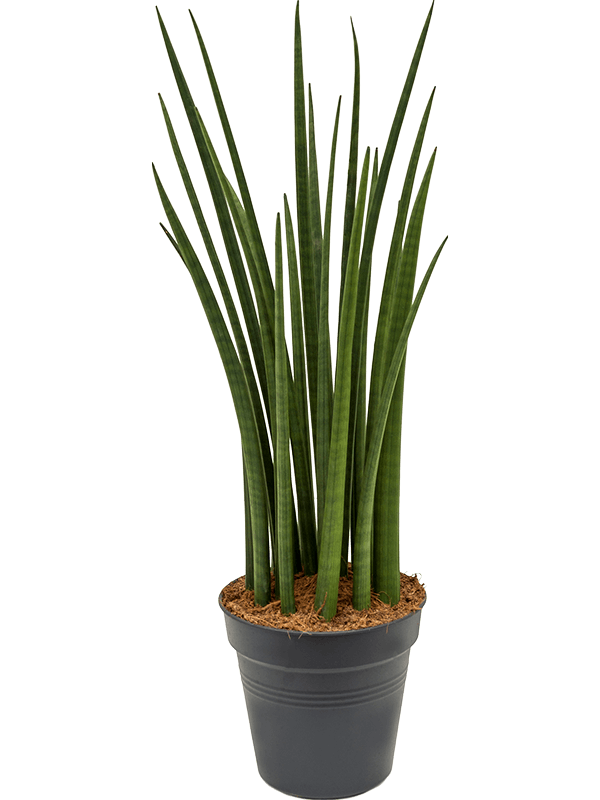 Sansevieria cylindrica Spikes