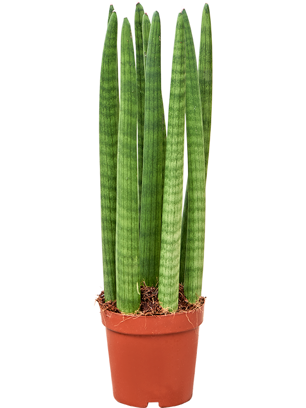 sansevieria cylindrica entretien Sansevieria cylindrica Straight