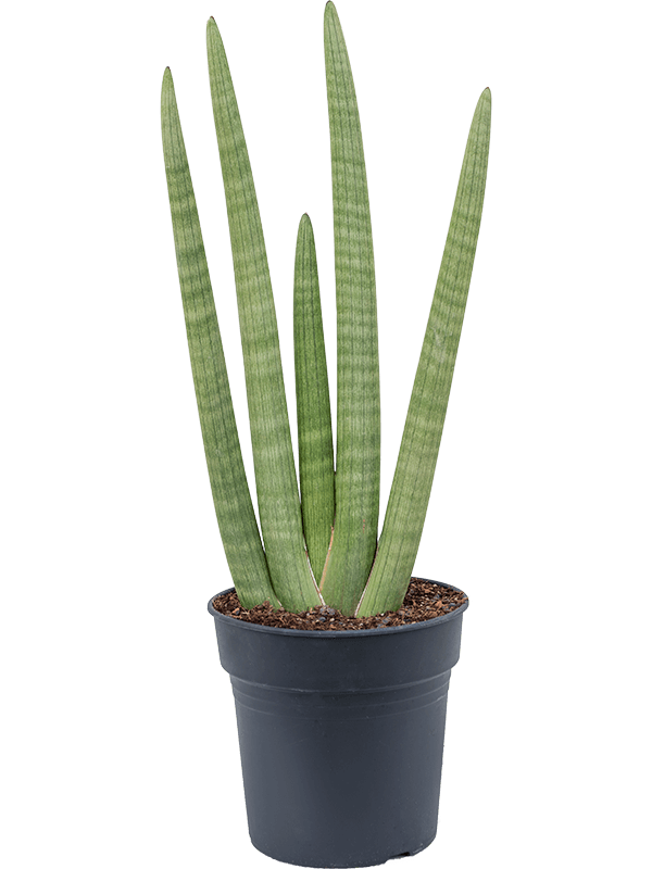 Sansevieria cylindrica handshake