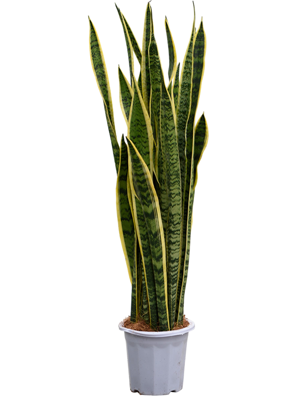 
                  
                    Sansevieria trifasciata 'Laurentii'
                  
                