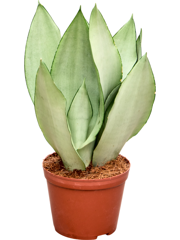 plante sansevieria Sansevieria trifasciata 'Moonshine'