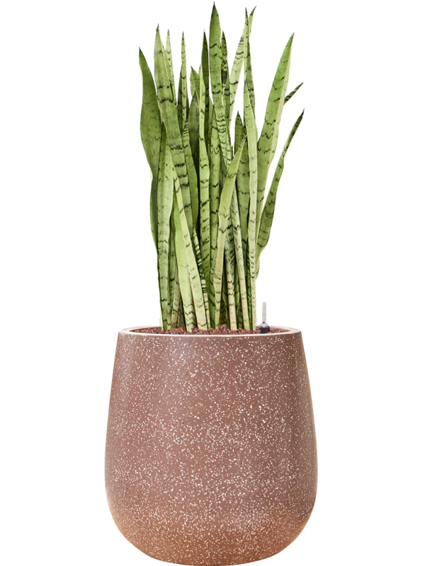 Sansevieria trifasciata Silver Mist en pot BAQ Terrazzo