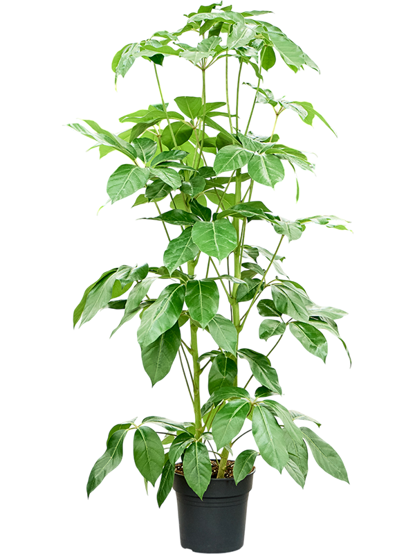 
                  
                    Schefflera actinophylla Amate
                  
                
